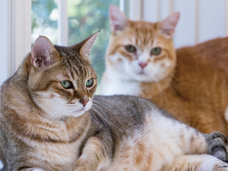 一度かかると治らないウィルスも……。油断できない猫の病気