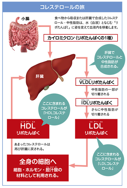 コレステロールには、肝臓から全身に運ばれる「LDL」と肝臓に戻される「HDL」がある