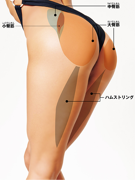 お尻は主に大臀筋・中臀筋・小臀筋という3つの筋肉に分かれている
