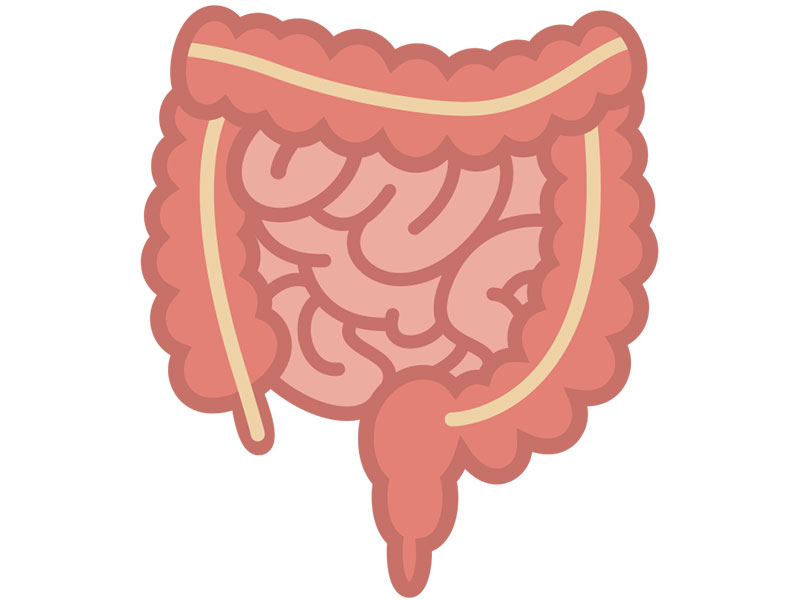 ＜“やせホルモン”GLP-1を増やすために必要な食材＞腸の健康が必要不可欠！