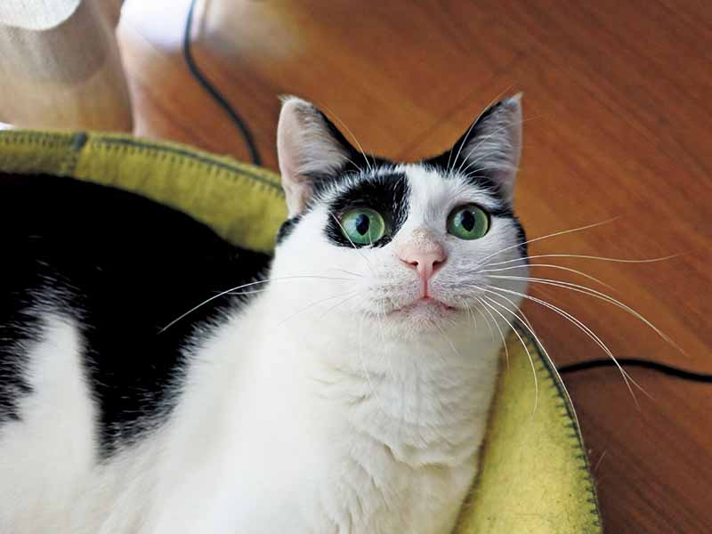 美猫、コスプレ、おしゃれ系……SNSで話題の癒やし系にゃんこをチェック！