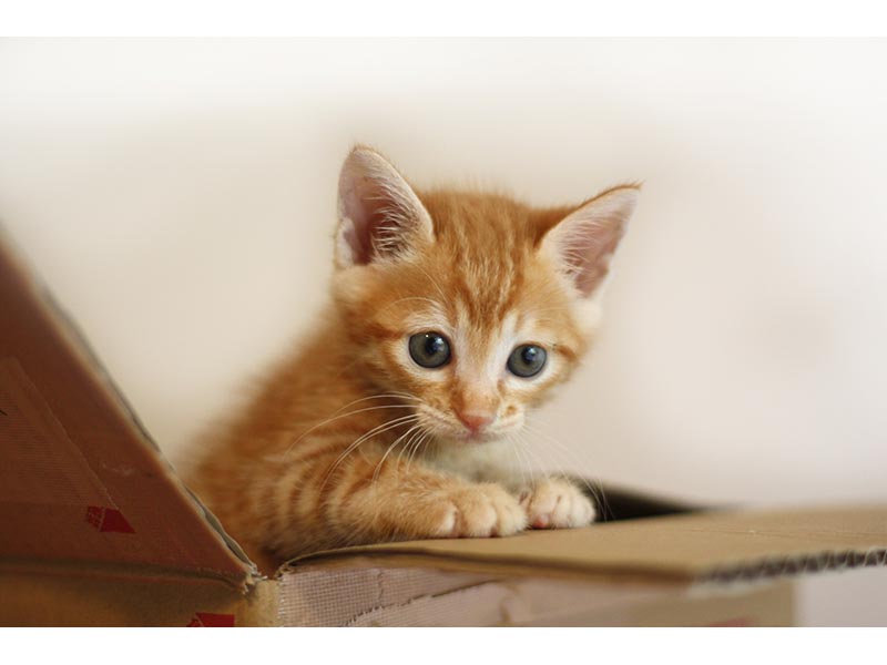 法律ｑ ａ 捨て猫を飼いたい小学生 動物愛護法で親を説得できる 弁護士 監修 このミステリーがすごい 大賞 元彼の遺言状 Fashion Box