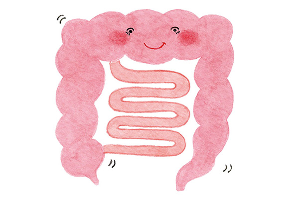 小腸と大腸の違いは？ 働きや位置などを腸活研究所の講師が解説！