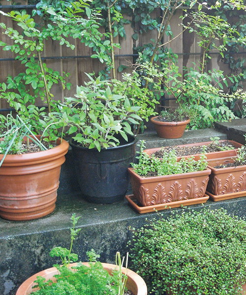 ハーブを使った簡単グリーン・ピーススープのレシピ｜結城アンナが庭で育てたミントやバジル、ハーブの花を活用