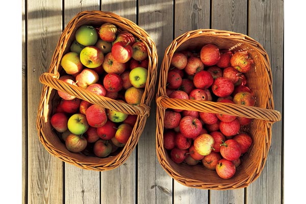 ＜フィンランド西海岸の暮らし＞8月は果実を収穫！ ガーデンでリンゴ、森ではブルーベリー摘み