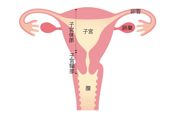 更年期の女性が注意すべき子宮と卵巣の病気は？ 生理痛がひどい＆量が多いと要注意？